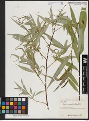 Foto von Salix acmophylla Boiss.